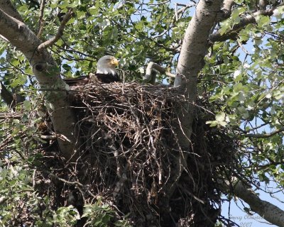 5-11-07 Martha tending brood 6379r.jpg