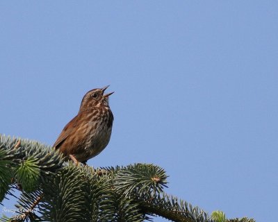 5-11-07 Song sparrow singing 6230 c2r.jpg