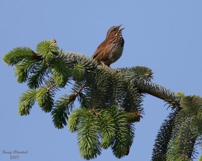 5-11-07 Song sparrow singing 6230r.jpg