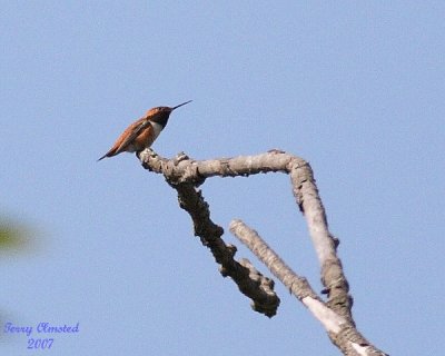 5-11-07 rufous hummer 6338 c1r.jpg