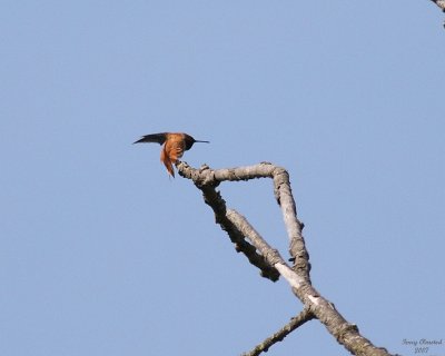5-11-07 rufous hummer 6353c1r.jpg