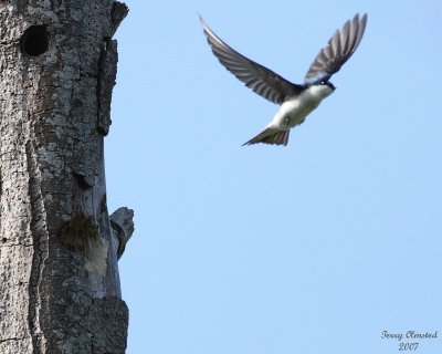 5-11-07 tree swallow at nest 6256r.jpg