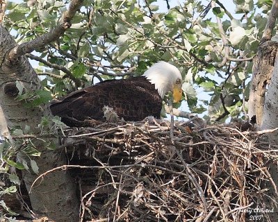 5-14-07 george or martha on the nest 6472 c2r.jpg