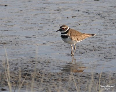 5-14-07 Killdeer 6442 c1r.jpg