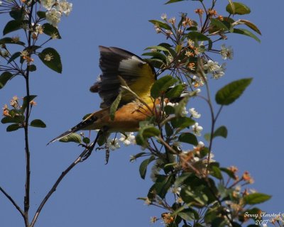 5-14-07 blackheaded grosbeak in bush_6488 c1r.jpg