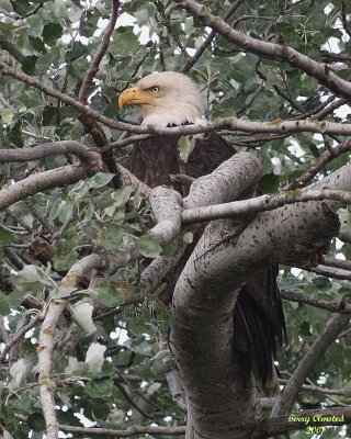 5-22-07 Martha on the lookout from the nest 6806 c1r.jpg