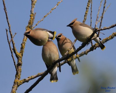 5-22-07 c waxwings fours a crowd 6878 c1sr.jpg