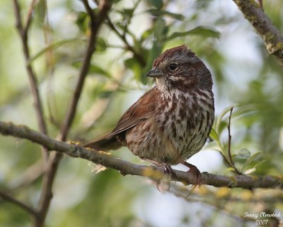 5-22-07 song sparrow 6883 c1r.jpg