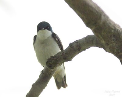 5-22-07 tree swallow 6886 c1r.jpg