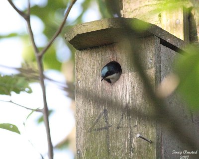 5-22-07 tree swallow in nesting box 6885 c1r.jpg