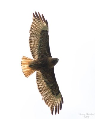 5-26-07 red-tailed hawk 6967 c1r.jpg