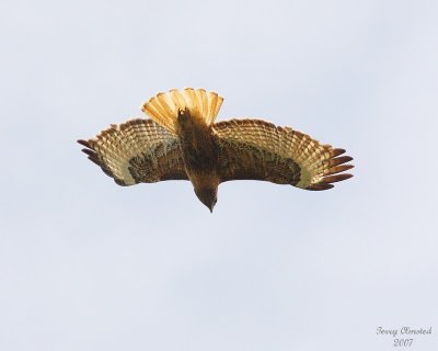 5-26-07 red-tailed hawk dark phase 6968.jpg