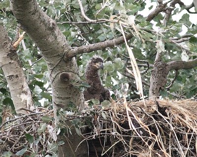 6-12-07 eaglet 7401 c100r.jpg