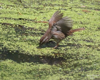 6-12-07 song sparrow 7467r.jpg