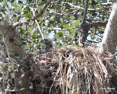 6-8-07 eaglet 7222 r.jpg