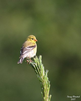 6-13-07 sweet goldfinch 7506 c1r.jpg