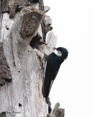 6-18-07 Tree swallow and younguns 7793 c1r.jpg