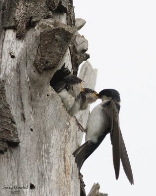 6-18-07 Tree swallow and younguns 7802 c1r .jpg