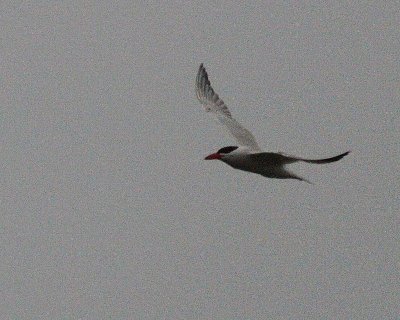 6-18-07 caspian tern 7647r.jpg