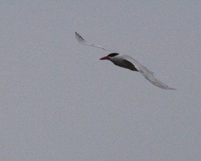 6-18-07 caspian tern 7648r.jpg