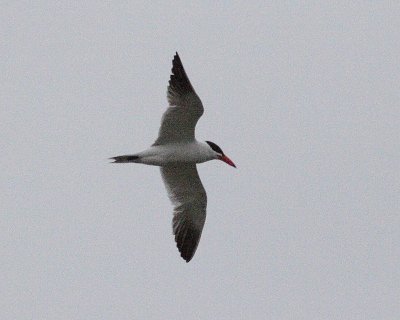 6-18-07 caspian tern 7650r.jpg
