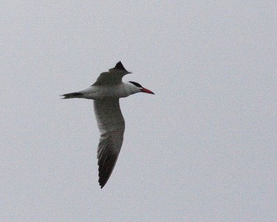 6-18-07 caspian tern 7651r.jpg