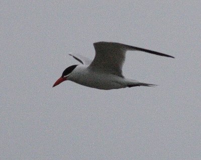 6-18-07 caspian tern 7657r.jpg