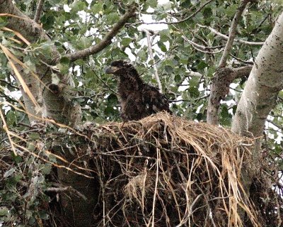6-18-07 eaglet 7668r.jpg