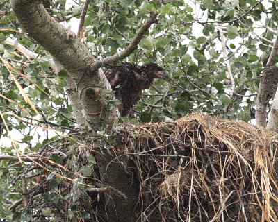 6-18-07 eaglet 7720r.jpg