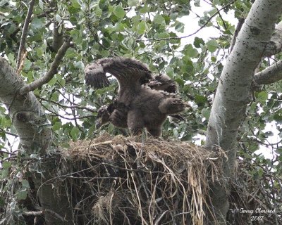 6-18-07 eaglet 7850 c1r.jpg