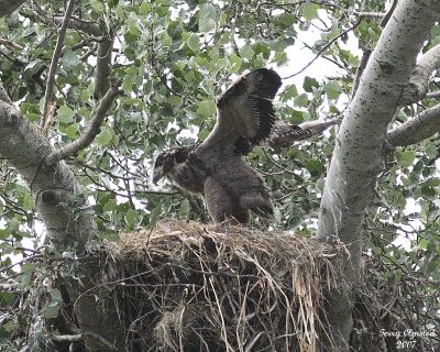 6-18-07 eaglet 7854 c1r2.jpg