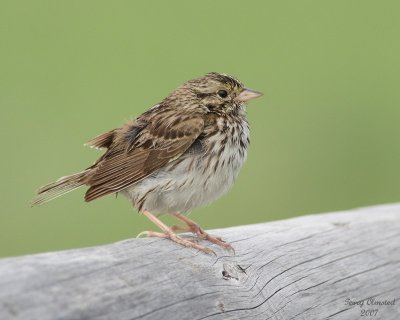6-18-07 song sparrow on the fence7842 r.jpg
