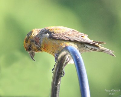 6-20-07 crossbill 7921ed r.jpg