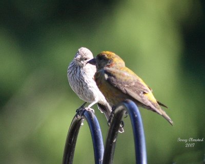 6-20-07 crossbills 7913r.jpg