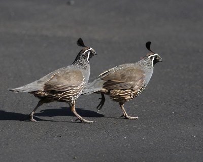 6-27-07 quails chase _8242r.jpg