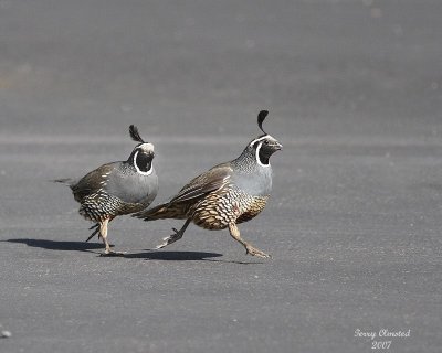 6-27-07 quails chase _8252r.jpg