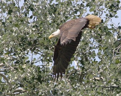 6-26-07 George leaving nest 8213 c1r.jpg