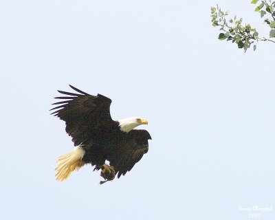 George headed to the nest with food 8202 c1r.jpg