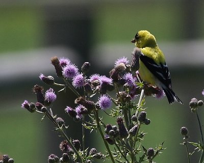 7-7-07 goldfinch on thistle 8637 c3r.JPG