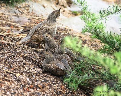 7-14-07 well camouflaged chicks 8934r.jpg