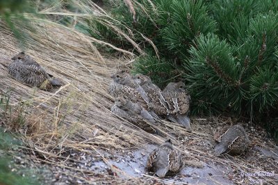 7-14-07 well camouflaged chicks 8937r.jpg