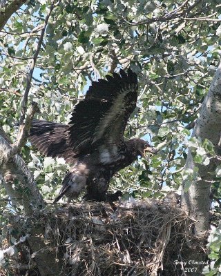 7-10-07 junior in full flap calling 8770 c1r.jpg