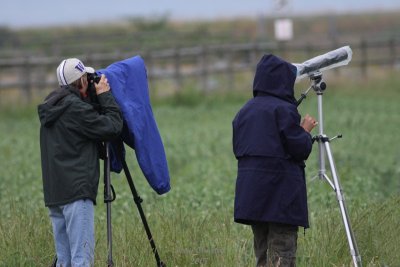 7-18-07 birding in the rain _9042r.jpg