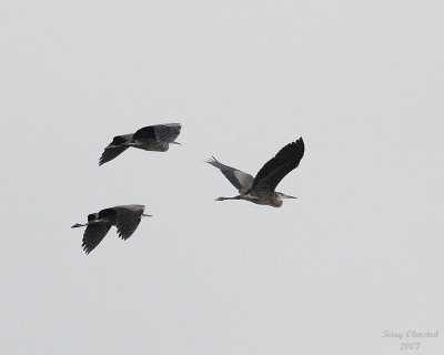 7-24-07 herons 9348r.jpg