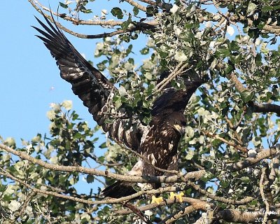 8-1-07 junior in flight_9778r.JPG