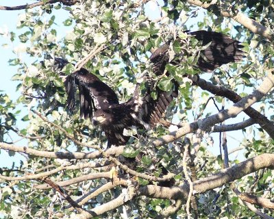 8-1-07 junior out on a limb_9747r.JPG