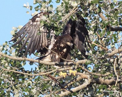 8-1-07 junior out on a limb_9770r.JPG