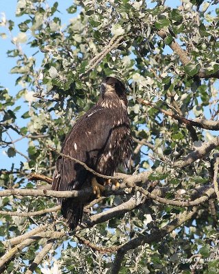 8-1-07 junior out on a limb_9802r.JPG