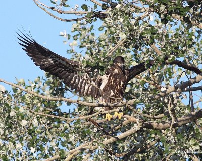 8-1-07 junior taking wing_9776r.JPG