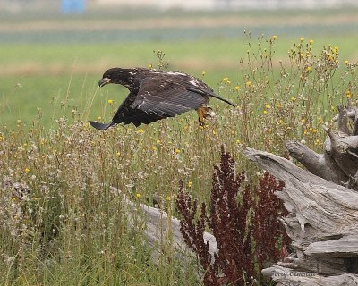 8-4-07 Junior taking off from log 0159.JPG